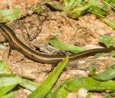 Ablepharus anatolicus