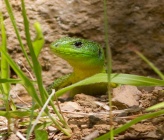 Lacerta viridis subsp guentherpetersi