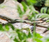 Podarcis erhardi subsp livadiacus