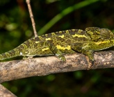 Chamaeleo chamaeleon 