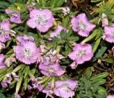Dianthus fruticosus subsp fruticosus
