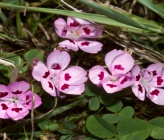 Dianthus tymphresteus