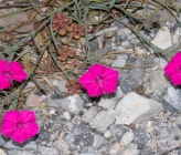 Dianthus haematocalyx subsp haematocalyx