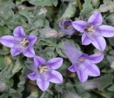 Campanula andrewsii subsp hirsutula