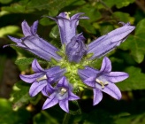 Campanula lingulata