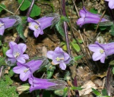 Campanula lyrata subsp lyrata