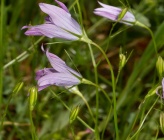 Campanula patula subsp patula