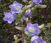 Campanula pelviformis