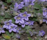 Campanula rupestris