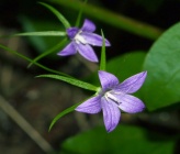 Campanula sparsa subsp sphaerothrix