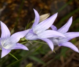 Campanula spatulata subsp spruneriana