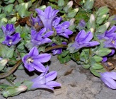 Campanula topaliana subsp topaliana