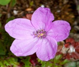 Erodium gruinum