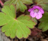 Geranium rotundifolium