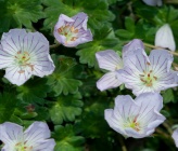 Geranium subacutum