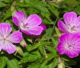 Geranium sylvaticum