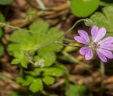 Geranium pyrenaicum