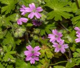 Geranium molle