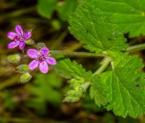Erodium malacoides