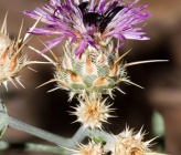 Centaurea achaia subsp achaia