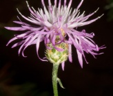 Centaurea affinis subsp affinis