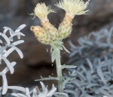 Centaurea argentea subsp macrothysana