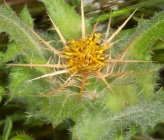 Centaurea benedicta