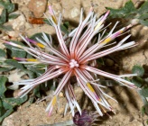 Centaurea ebenoides