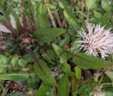 Centaurea raphanina subsp raphanina