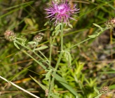 Centaurea stoebe subsp serbica