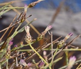 Centaurea cariensis subsp maculiceps