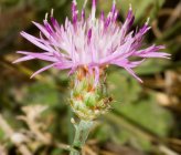 Centaurea attica subsp pentelica