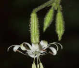 Silene cephallenia subsp epirotica