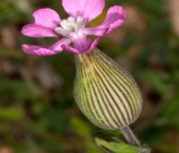 Silene conica