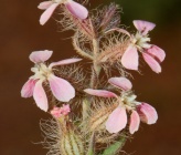 Silene gallica