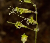 Silene gigantea subsp hellenica