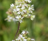 Silene roemeri subsp macrocarpa