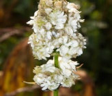 Silene roemeri subsp roemeri 