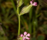 Silene sclerocarpa