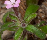 Silene sedoides subsp sedoides