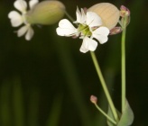 Silene vulgaris subsp macrocarpa