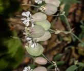 Silene vulgaris subsp megalosperma