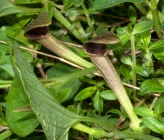 Aristolochia elongata
