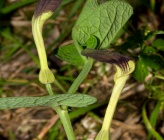 Aristolochia rotunda subsp insularis