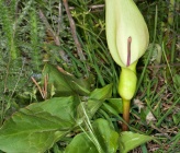 Arum cylindraceum