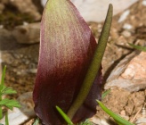 Biarum tenuifolium subsp abbreviatum