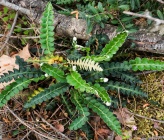 Asplenium ceterach