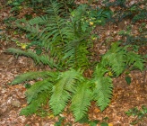 Dryopteris filix-mas