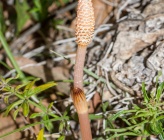 Equisetum arvense
