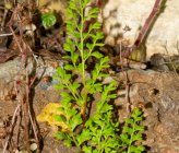 Anogramma leptophylla
